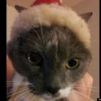 misspurkey:I don't think she is a fan of the hat...