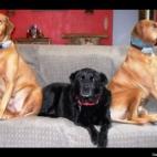 Laurie Rae:my men ~ posers!