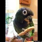 karen lyons kalmenson:i am pteribird and cute i be, there is nothing cuter or smarter than me...clucktweet