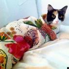 Silky Hart:All wrapped up