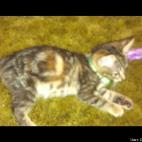 Casey L Karns:My cat Sprinkles and her Heart marking on her side. So loveable.