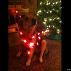 DeVito Verdi:Scout decorating the Christmas tree