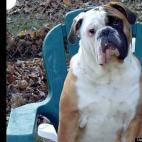 amosmoses:Here's Amosmoses at 10 months old, he's 5 now. Amos is an English/American Bulldog hybrid.