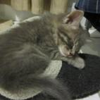 kjsulli:Lucky LaSalle sleeping in a slipper!