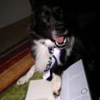 stevieg77:She's my BFF. Almost too much personality. Best things about Batey: when she plops over in the grass to roll on her back she's a good cuddlier she's like the honey badger...she don't care. she gives real good hugs... I h...