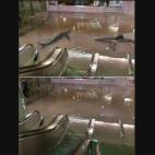 Tiburones en el metro, nubarrones apocalípticos...