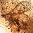 Neuróptero conservado en ámbar de 110 millones de años. Yacimiento Paleontológico de Rábago/El Soplao.