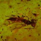 Himenóptero ("avispa") conservado en ámbar de 110 millones de años. Yacimiento Paleontológico de Rábago/El Soplao.