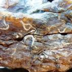 Briozoos y serpúlidos en la superficie del ámbar de Rábago/El Soplao.