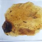 Muestra de ámbar de Rábago/El Soplao con varios insectos.