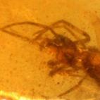 Araña perfectamente conservada en el ámbar de Rábago/El Soplao.