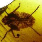 Chinche incluida en ámbar de Rábago - El Soplao.