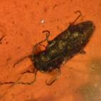 Coleóptero ("escarabajo") conservado en ámbar de 110 millones de años. Yacimiento Paleontológico de Rábago/El Soplao.