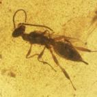 Himenóptero, insecto del orden de las avispas.