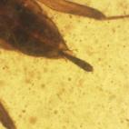 Detalle del final del abdomen.