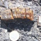 Ejemplar de ámbar en el yacimiento.