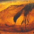 Icneumonoido: avispa parásita que pone sus huevos dentro de larvas de otras especies.