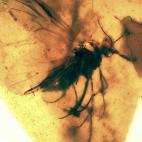 Protoculicoides: díptero, insecto del grupo de las moscas y mosquitos con el aparato bucal adaptado para alimentarse de sangre.