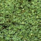 Un caíman en Llanos, Venezuela. Fotos cortesía de Art Wolfe