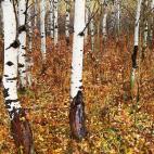 Un lobo asomando de un árbol (el tercero de los grandes por la izquierda) en un bosque de Montana (Estados Unidos). Foto cortesía de Art Wolfe