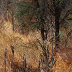 Impala, un tipo de antílope africano, escondido entre la vegetación (lo puedes encontrar donde acaban los troncos de los dos árboles principales) en Botswana. Foto cortesía de Art Wolfe