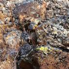 Un ave insectívora, llamada chotacabras se apoya en una roca. Fotos cortesía de Art Wolfe