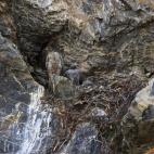 Gerifaltes en su nido en un risco. Foto cortesía de Art Wolfe