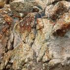 Ardilla de California, camuflada en su entorno. Foto cortesía de Art Wolfe