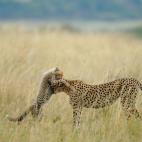 Guepardo con su cría. 2012 National Geographic Photography Contest