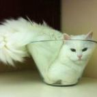 5c8ad7782000009e046fd95a