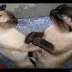 Evitachaos:Tomás y Bernat echando una siestecita