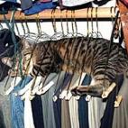 5c8ad77a3b000054066cac4e