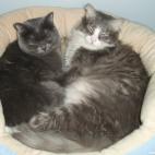 urimare1959:En su camita...