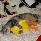 5c8ad77b3b000072066cac54