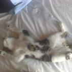 5c8ad77c2500000d04c9bed5