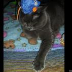 urimare1959:Con un ratón de juguete en la cabeza...