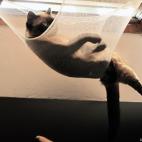 BeCarlitos:Justamente abrió Musi el ojo al hacer la foto. Pero en esta hamaca, hasta ronca la infeliz.