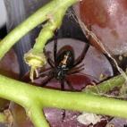 Nora Weiss, de Connecticut (EEUU), se llevó un gran susto en diciembre al ver a una viuda negra entre las uvas que acababa de comprar en Whole Foods.