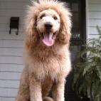 Vecinos de Nortfolk llamaron a la policía asustados porque habían visto un cachorro de león suelto. En realidad era un perro con un corte de pelo muy elaborado.