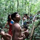 Los awás viven en amplios grupos familiares. Salen juntos a recolectar nueces y frambuesas