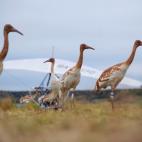 5c8acb26360000a61b6c153d