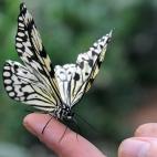 5c8b74f23b000070066da217