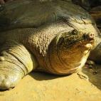 Copyright Tim McCormack