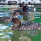 Copyright Peter Cranswick