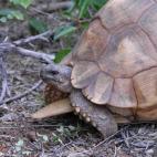 Copyright Peter Paul van Dijk