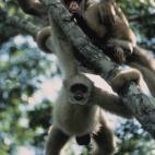 Copyright Andew Young