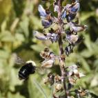 Copyright Brendan White