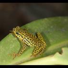 Copyright Eduardo Toral-Contreras