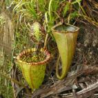 Copyright Stewart McPherson