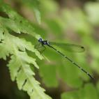 Copyright Reagan Joseph T Villanueva